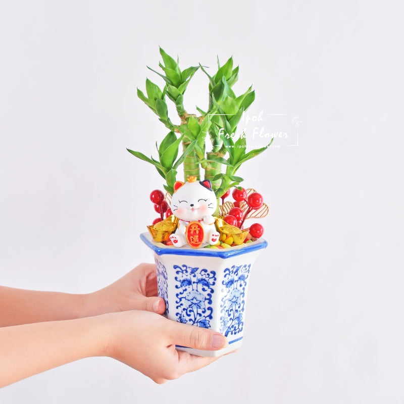 CNY Lucky Bamboo 3in1 | Opening Gift| Same Day Delivery