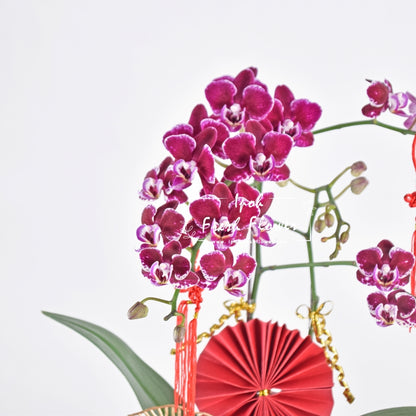 Mini Fresh Phalaenopsis Orchid| Flower Delivery Online| Same Day Delivery