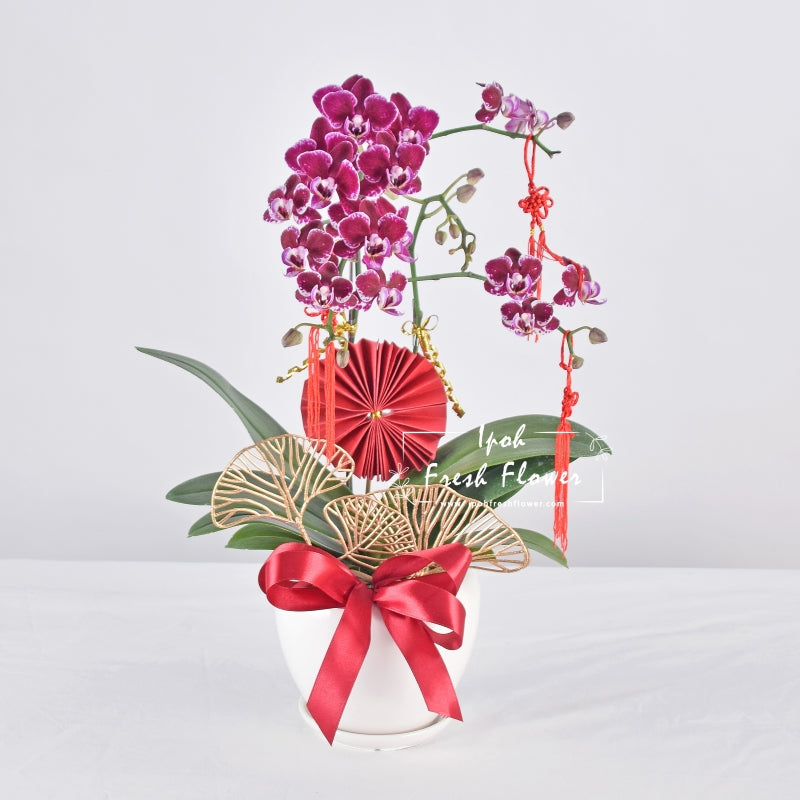 Mini Fresh Phalaenopsis Orchid| Flower Delivery Online| Same Day Delivery