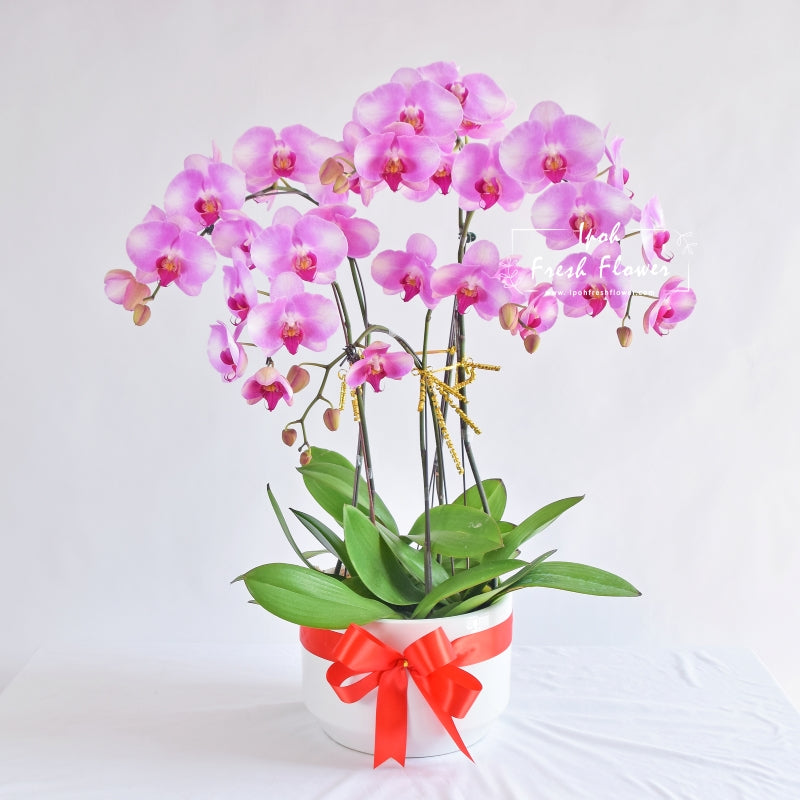 Fresh Phalaenopsis Orchid| Fresh Flower Delivery Online