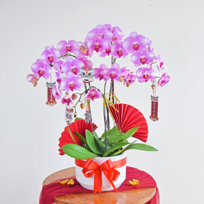 Fresh Phalaenopsis Orchid| Fresh Flower Delivery Online