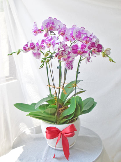 Fresh Phalaenopsis Orchid| Flower Delivery Online