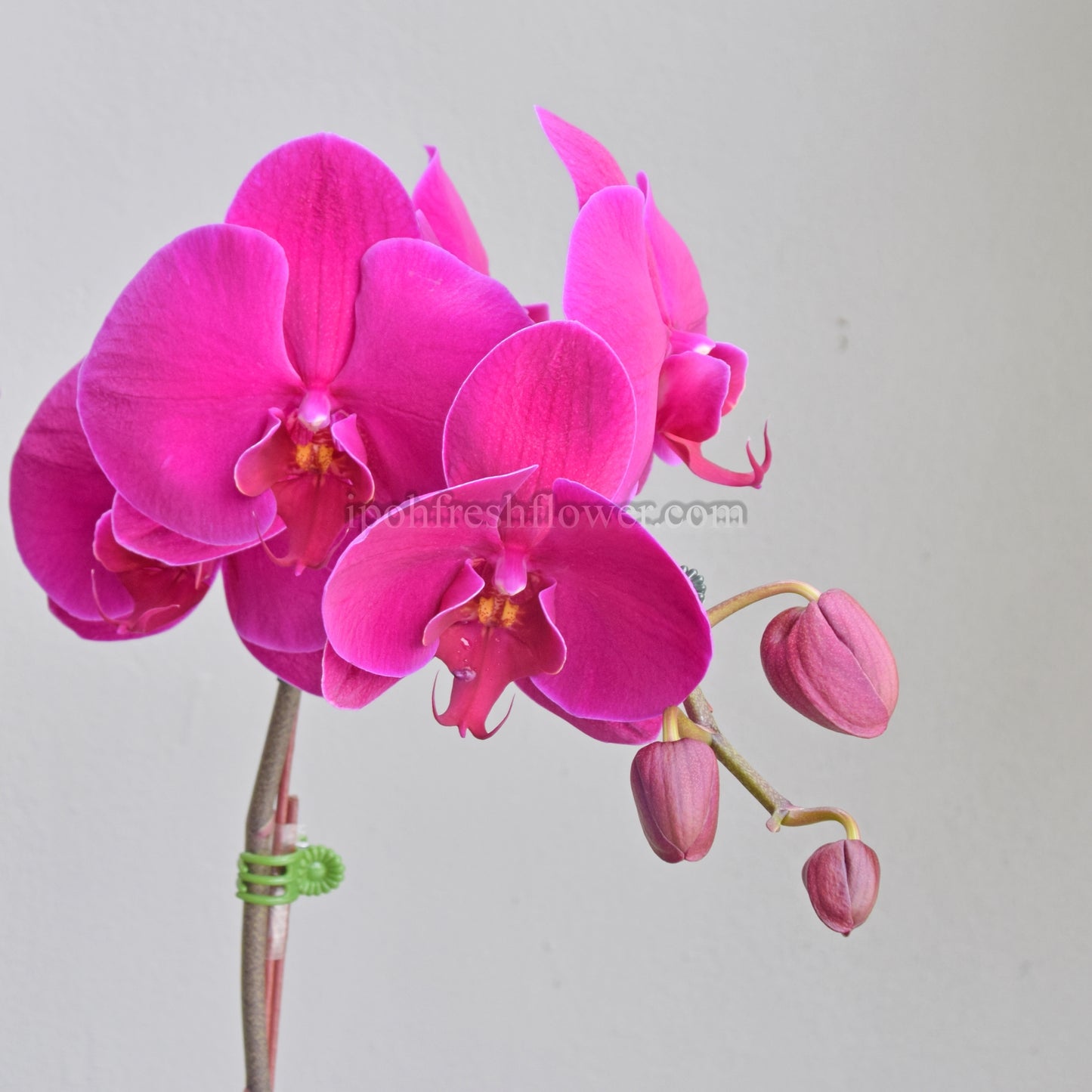 Fresh Phalaenopsis Orchid| Flower Delivery Online